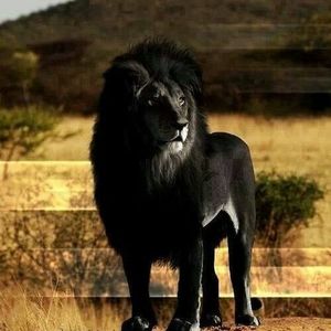 Meet your Posher, Roderick